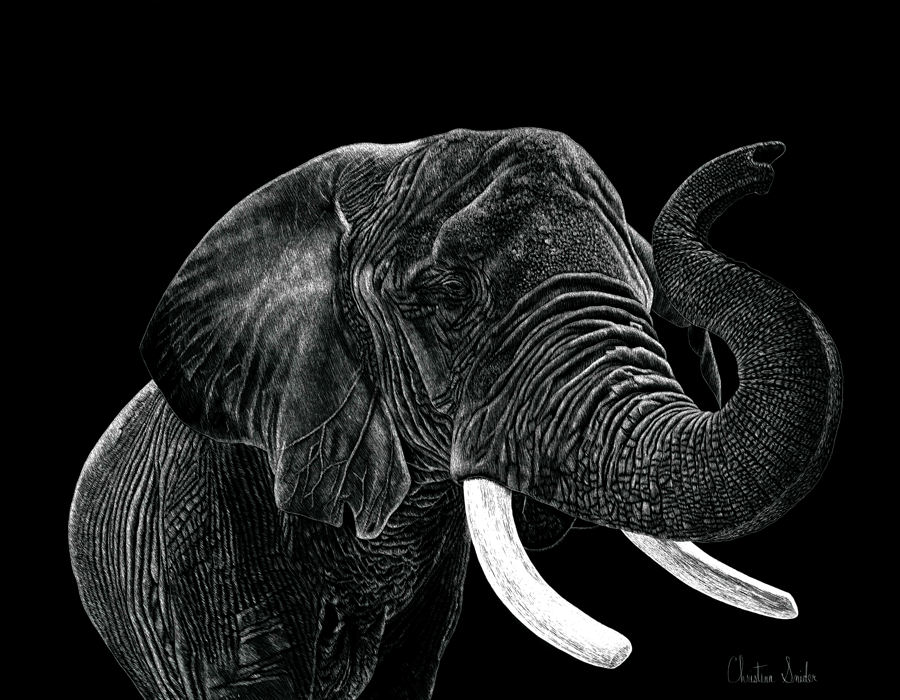 Elephant Scratch Board